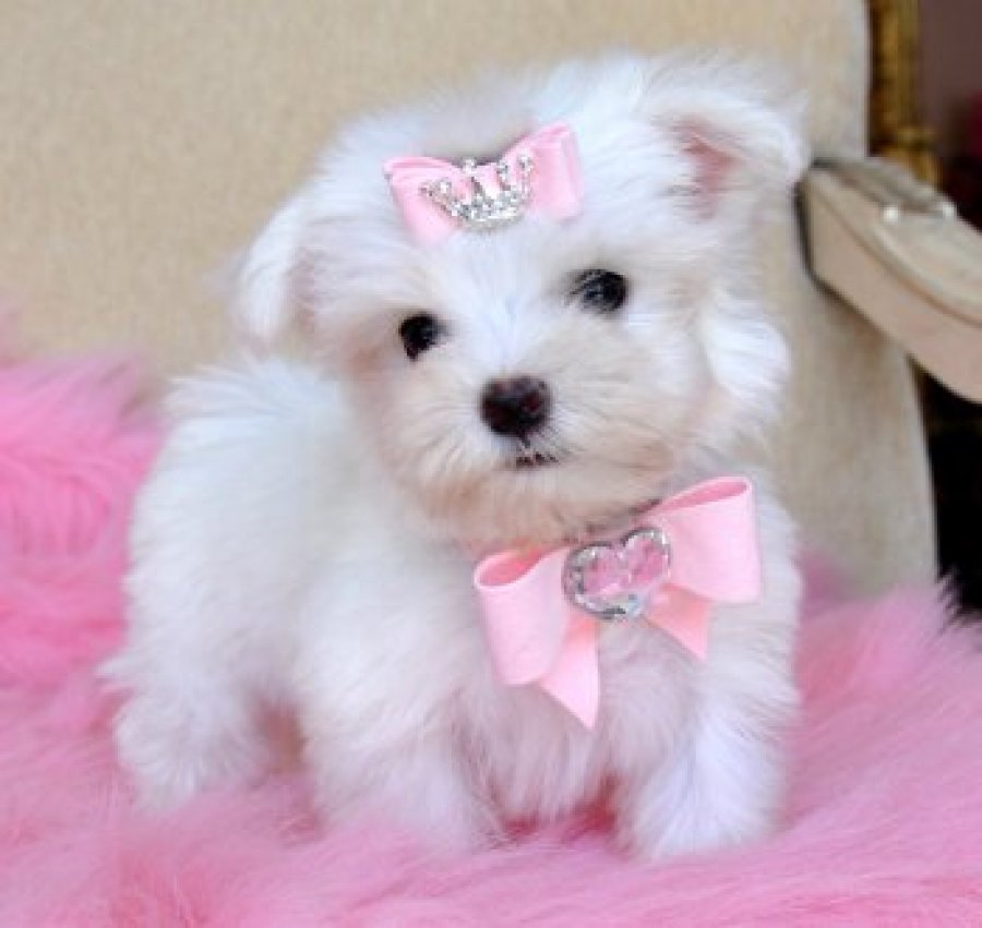 teacup maltese puppies for sale in ny area