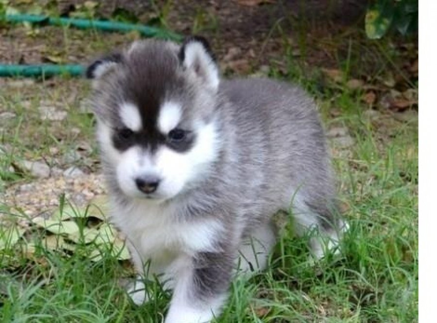 husky puppy rescue siberian husky puppy rescue az wroc awski informator internetowy wroc aw wroclaw husky puppy rescue siberian husky puppy rescue az wroc awski informator internetowy wroc aw wroclaw