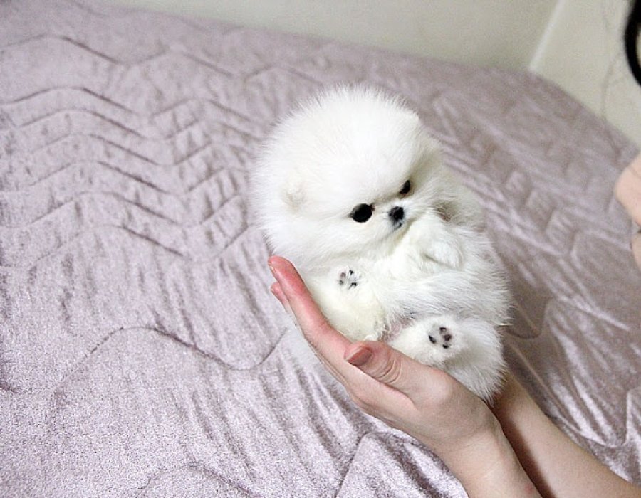 caring for a pomeranian puppy puppies for free adoption adorable pomeranian puppies for caring for a pomeranian puppy puppies for free adoption adorable pomeranian puppies for